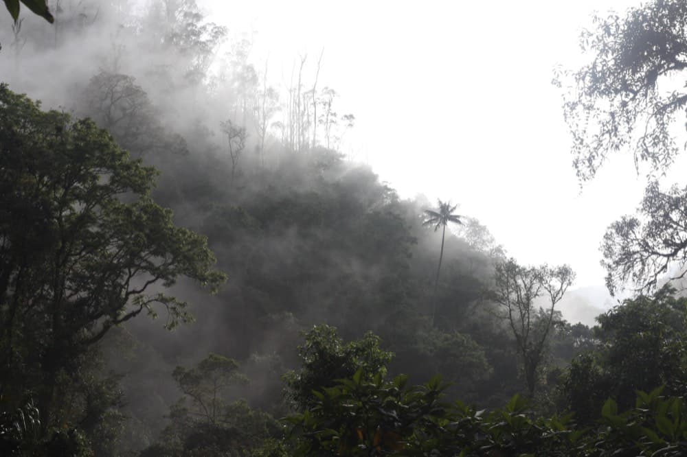 Nebel zieht durch den Bergwald